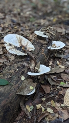 Earliella