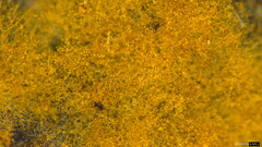 Botryobasidium