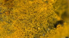 Botryobasidium