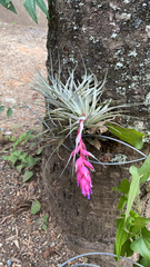 Tillandsia stricta