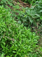 Argyranthemum pinnatifidum image