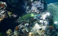 Acanthurus lineatus
