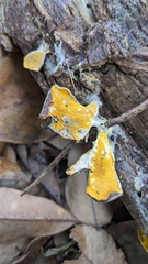 Hypomyces