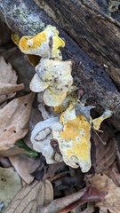 Hypomyces