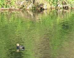 Mareca strepera strepera