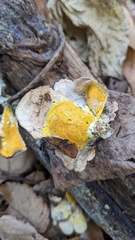 Hypomyces