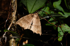 Hyposidra infixaria