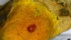 Hypomyces