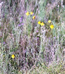 Xerochrysum bracteatum
