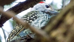 Chloropicus fuscescens