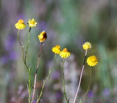 Xerochrysum bracteatum