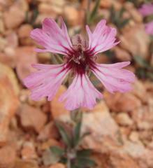 Silene petersonii