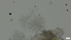 Hypomyces