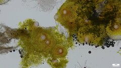 Hypomyces