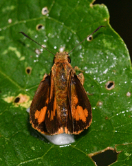 Racta chiria