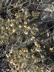 Zinnia acerosa