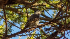 Chloropicus fuscescens