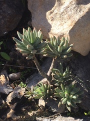 Petrosedum
