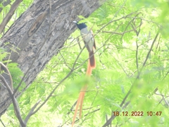 Terpsiphone paradisi