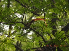 Terpsiphone paradisi