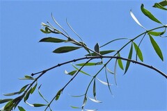 Aspidosperma quebracho-blanco
