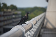 Corvus splendens