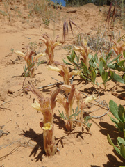 Aphyllon fasciculatum