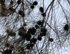 Allocasuarina luehmannii