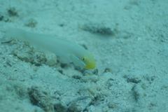 Valenciennea strigata