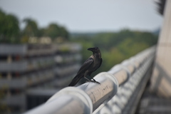 Corvus splendens