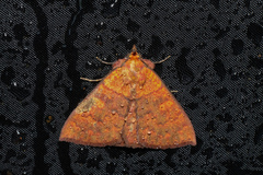 Singara diversalis