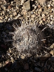 Coryphantha echinus