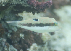Canthigaster bennetti