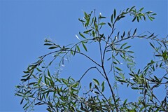 Aspidosperma quebracho-blanco