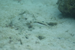 Canthigaster bennetti