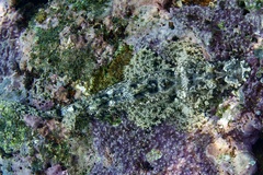 Cymbacephalus beauforti