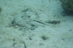 Canthigaster bennetti