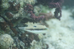 Canthigaster bennetti