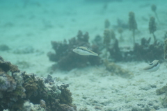 Canthigaster bennetti