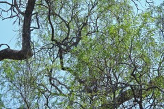 Aspidosperma quebracho-blanco