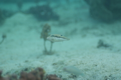 Canthigaster bennetti
