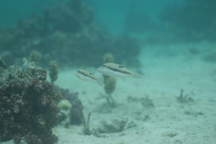 Canthigaster bennetti
