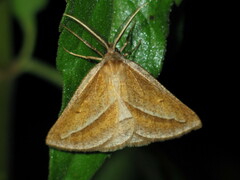 Chariaspilates formosaria