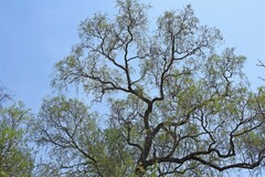 Aspidosperma quebracho-blanco