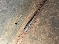 Hemidactylus parvimaculatus