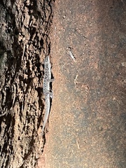 Hemidactylus parvimaculatus