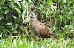 Pardirallus sanguinolentus