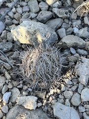 Coryphantha echinus
