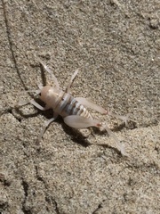 Rhachocnemis validus