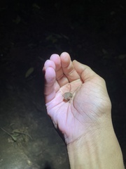 Duttaphrynus melanostictus